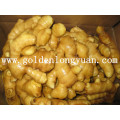 Fresh Ginger EU Market Quality